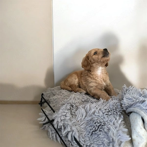 Maltipoo puiuți