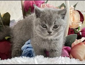 British shorthair blue - imagine 2