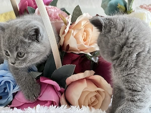 British shorthair blue - imagine 3