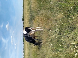 Vând vițea holstein 