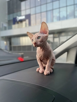 Puiuti pisică Sphynx - imagine 5