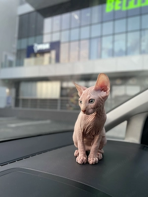 Puiuti pisică Sphynx - imagine 3