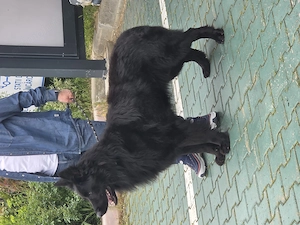 Ciobanesc german linie de lucru dark sable - imagine 4