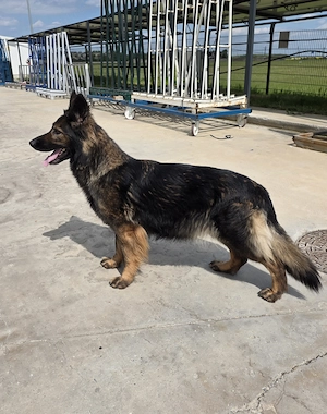 Ciobanesc german linie de lucru dark sable - imagine 7