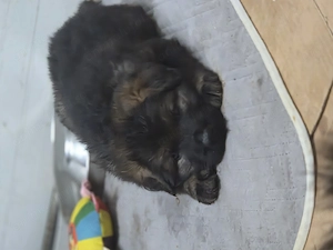 Ciobanesc german linie de lucru dark sable - imagine 3