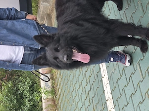 Ciobanesc german linie de lucru dark sable - imagine 5