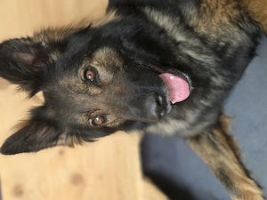 Ciobanesc german linie de lucru dark sable - imagine 6
