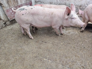 Vand porc 