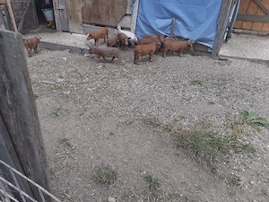 Purcei de 12 săptămâni, la Fam.Zăhărean Liviu   n Sat Glod,Jud .Sălaj