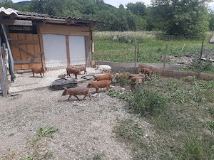 Purcei de 12 săptămâni, la Fam.Zăhărean Liviu   n Sat Glod,Jud .Sălaj - imagine 3