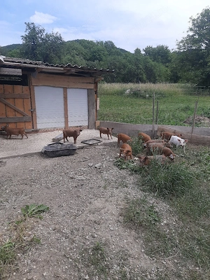 Purcei de 12 săptămâni, la Fam.Zăhărean Liviu   n Sat Glod,Jud .Sălaj - imagine 4