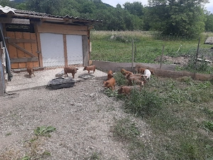 Purcei de 12 săptămâni, la Fam.Zăhărean Liviu   n Sat Glod,Jud .Sălaj - imagine 2