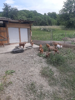 Purcei de 12 săptămâni, la Fam.Zăhărean Liviu   n Sat Glod,Jud .Sălaj - imagine 5