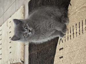 British Shorthair gri -- 3 fetițe și 1 băiețel , 8 saptamani - imagine 2