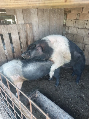 Vând scrofită bazna montată 