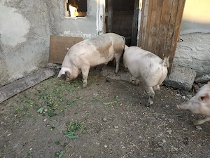 Vand porc 200-250kg  - imagine 5