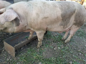 Vand porc 200-250kg  - imagine 4