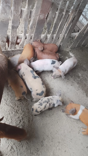 22 de purceii în Șăulia de Câmpie  - imagine 3