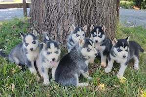 HUSKY SIBERIAN- Exemplare Genetic de Top, Livrare Autorizată  - imagine 3