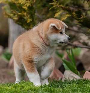 AKITA INU - Pui disponibili, Predare cu Verificare, Consultanță și Garanție Veterinară  - imagine 4
