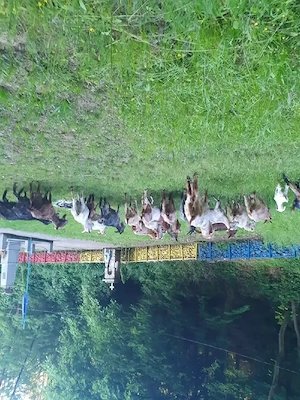 capre bune de lapte ofertă garantată  - imagine 2
