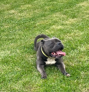 American Bully Pocket cauta partenera - imagine 4