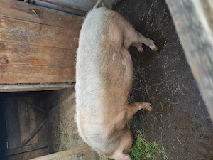 Porc de vânzare 
