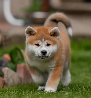 Pui AKITA INU- Sănătoși,  Robuști Bine Dezvoltați  - imagine 2