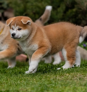 Pui AKITA INU- Sănătoși,  Robuști Bine Dezvoltați  - imagine 3