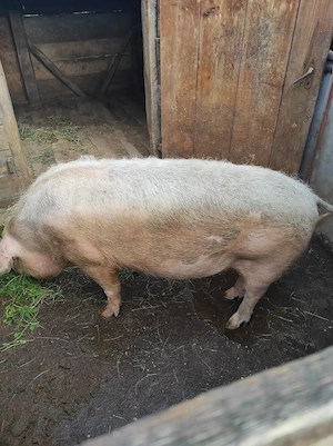 Porc de vânzare 