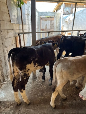 Vând viței  11 vitei de rasă   transport în toată țara Ofer spre vânzare viței sănătoși și bine dezv - imagine 2