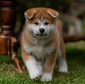 Pui Akita Inu  - Exemplare Echilibrate, Pregătite pentru Predare! - imagine 2
