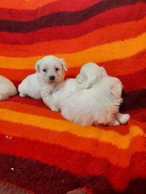 Vând pui de bichon maltez