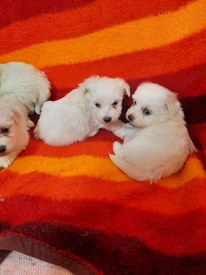Vând pui de bichon maltez - imagine 2