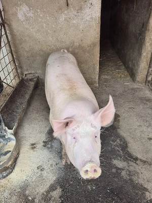 De vanzare purcei 2 luni si porc mare 150 de kg. - imagine 3