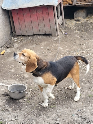 beagle femelă 