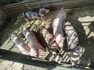 purcei de vânzare 6 bucăți de 8 săptămâni  - imagine 2
