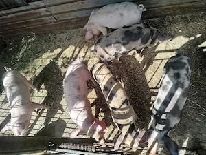 purcei de vânzare 6 bucăți de 8 săptămâni  - imagine 3