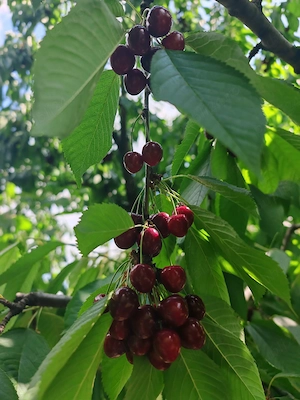 Cireșe Iunie Bio 20Ron kg