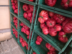 Angajam muncitori necalificați în agricultura  - imagine 2