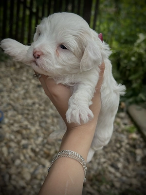 Vand Pui de bichon metis  - imagine 5