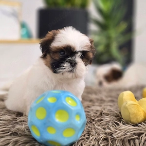 shih tzu toy