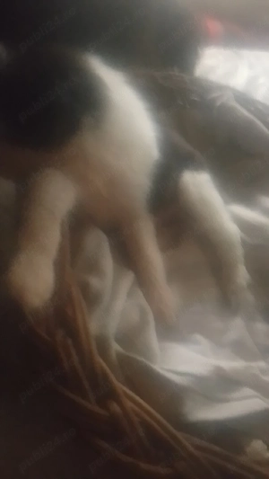 Chihuahua, prietenul adevarat! 