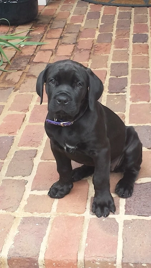 Cane corso