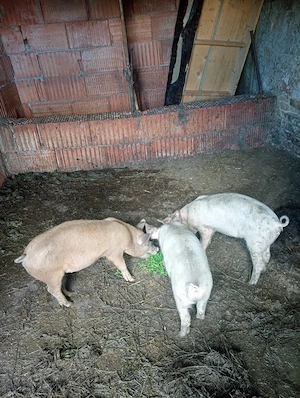 De vanzare trei porci - imagine 2