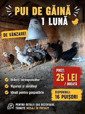 Puișori de o lună 