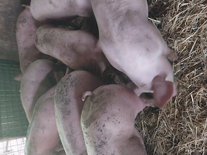 Porci rasa de carne