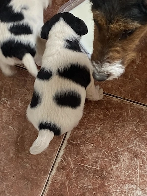 Vind căței Fox Terrier. 