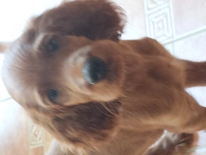 Vand catelus de setter irlandez - imagine 4