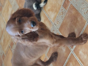 Vand catelus de setter irlandez - imagine 5
